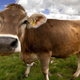Illustration for article titled Origin of Modern Cows Traced to a Single Herd
